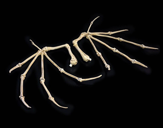 All Stars 6 Action Figure Accessorys Bone Wings